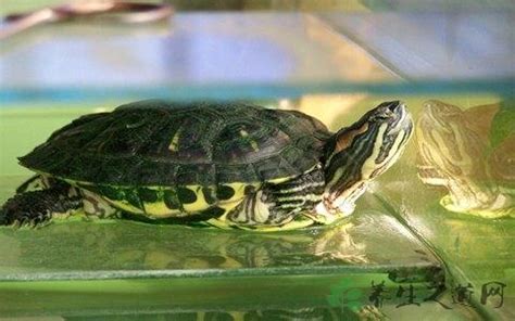 巴西龜可以吃什麼 送鐘